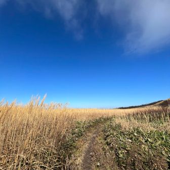 ススキ　山頂まであと少し
