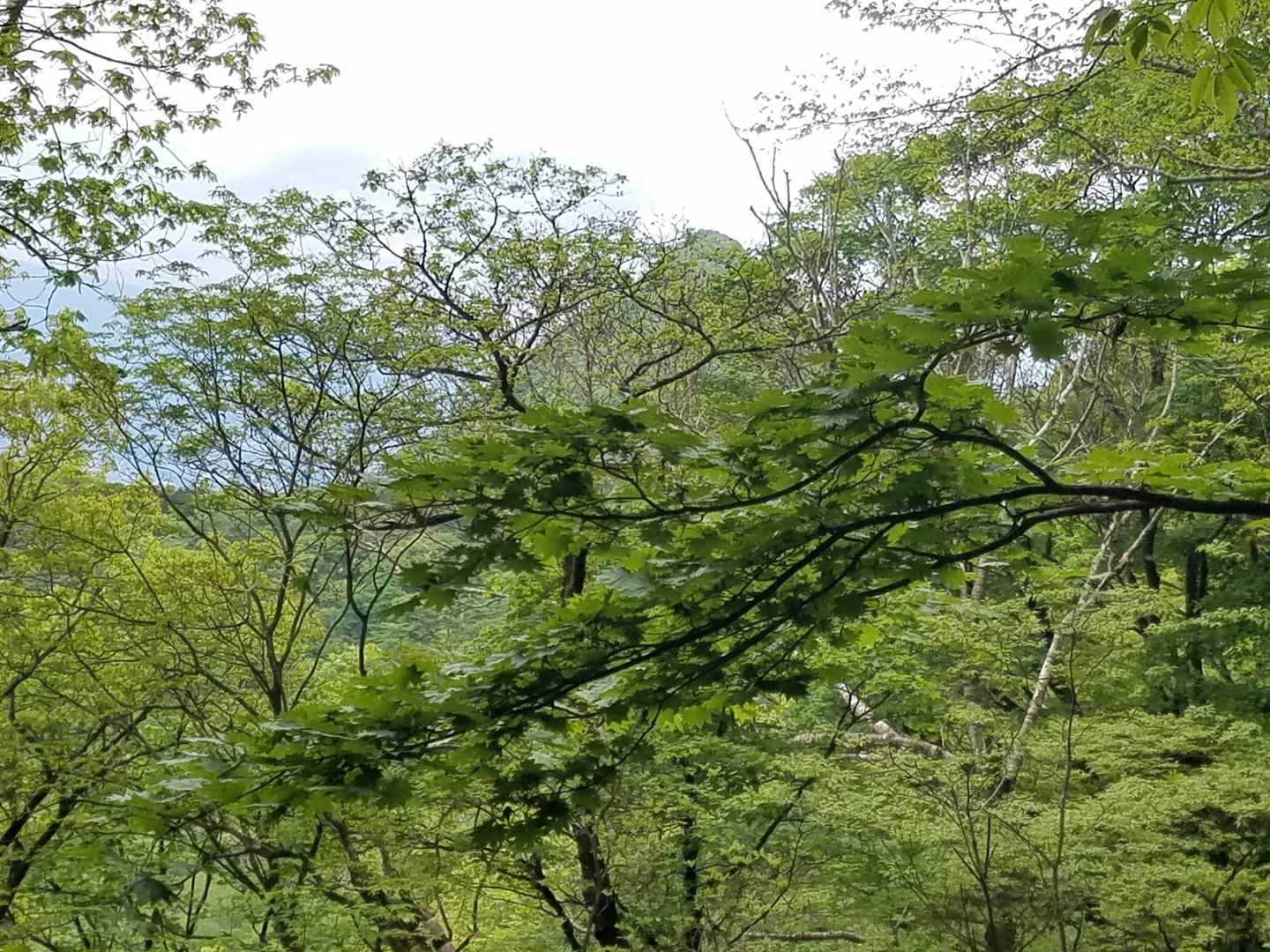 チラッと浅間山(水沢山)。