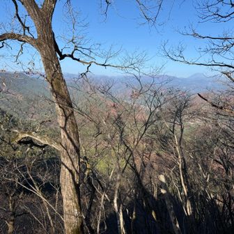 木々の隙間から見える感じ