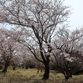 桜台は大きな木が多いです