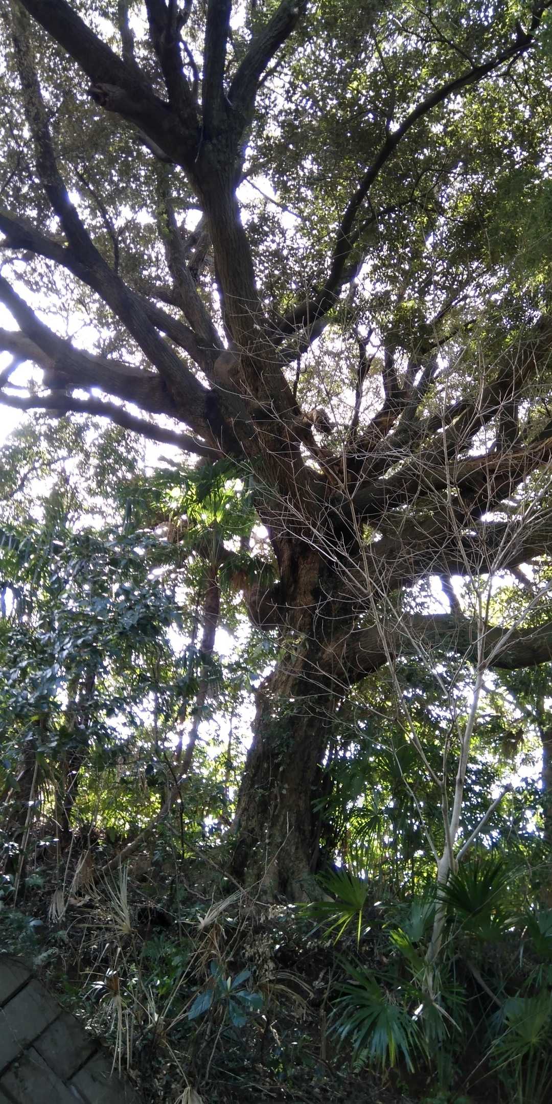 🌳お出迎え