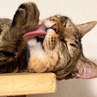 たもぎ