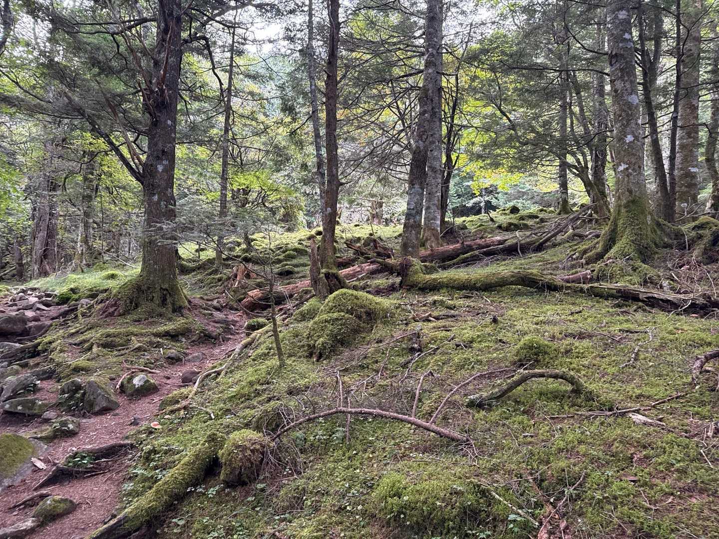 涼。八ヶ岳らしい、苔の森🌳