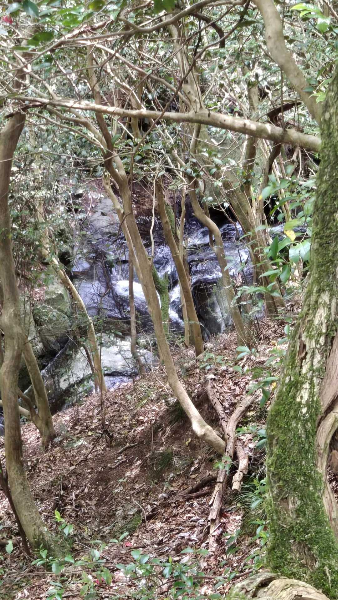 竜頭の滝。
らしいが
わからん
だと思うてる