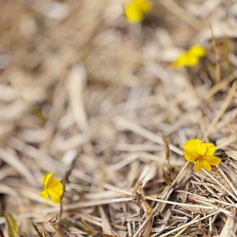キスミレ、野焼きの跡にいっぱい咲く花です。