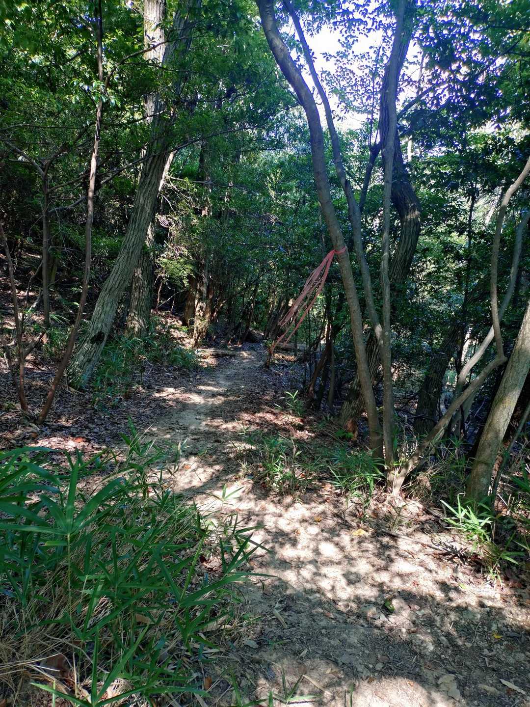 下りで 鳶塚コースを　進みました
迷い易すく 滑り易い道だから
気をつけてね　と  声をかけて頂きました　有り難いです🙂‍↕️　
ピンクテープに  進みます😊