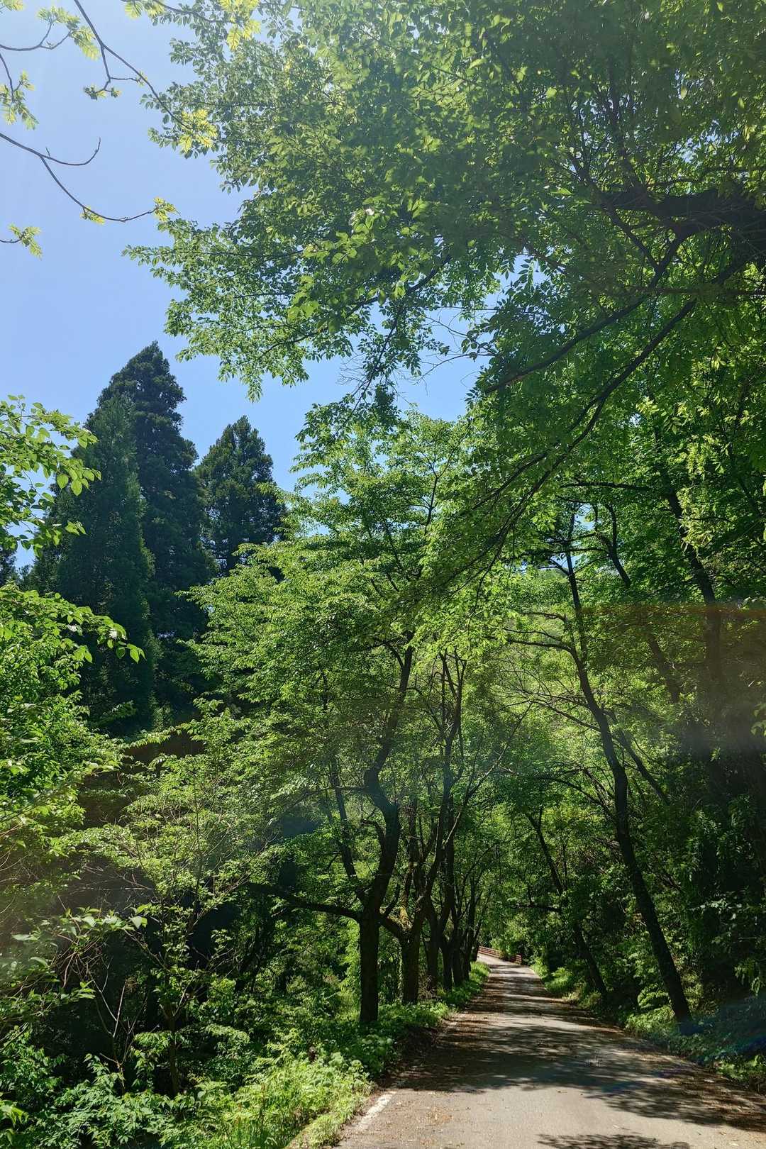 🌿新緑