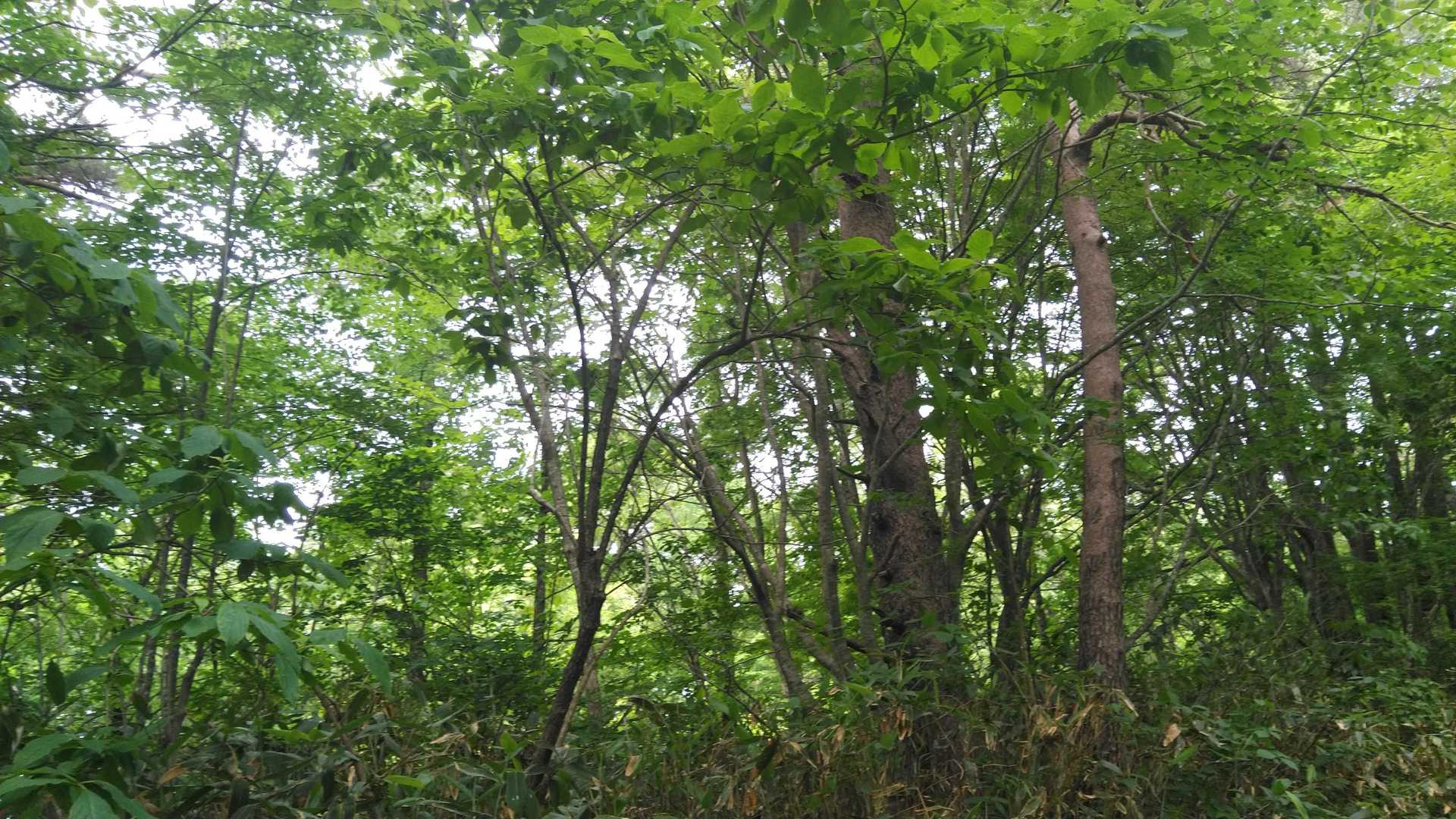 いいね、木々