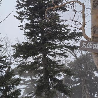 大佐飛山到着！危うく通り過ぎそうでした。
ガスってて、何も見えず・・。