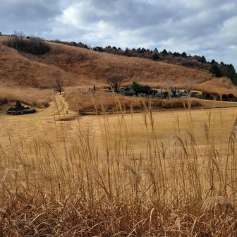 ススキ🌾が綺麗よ～