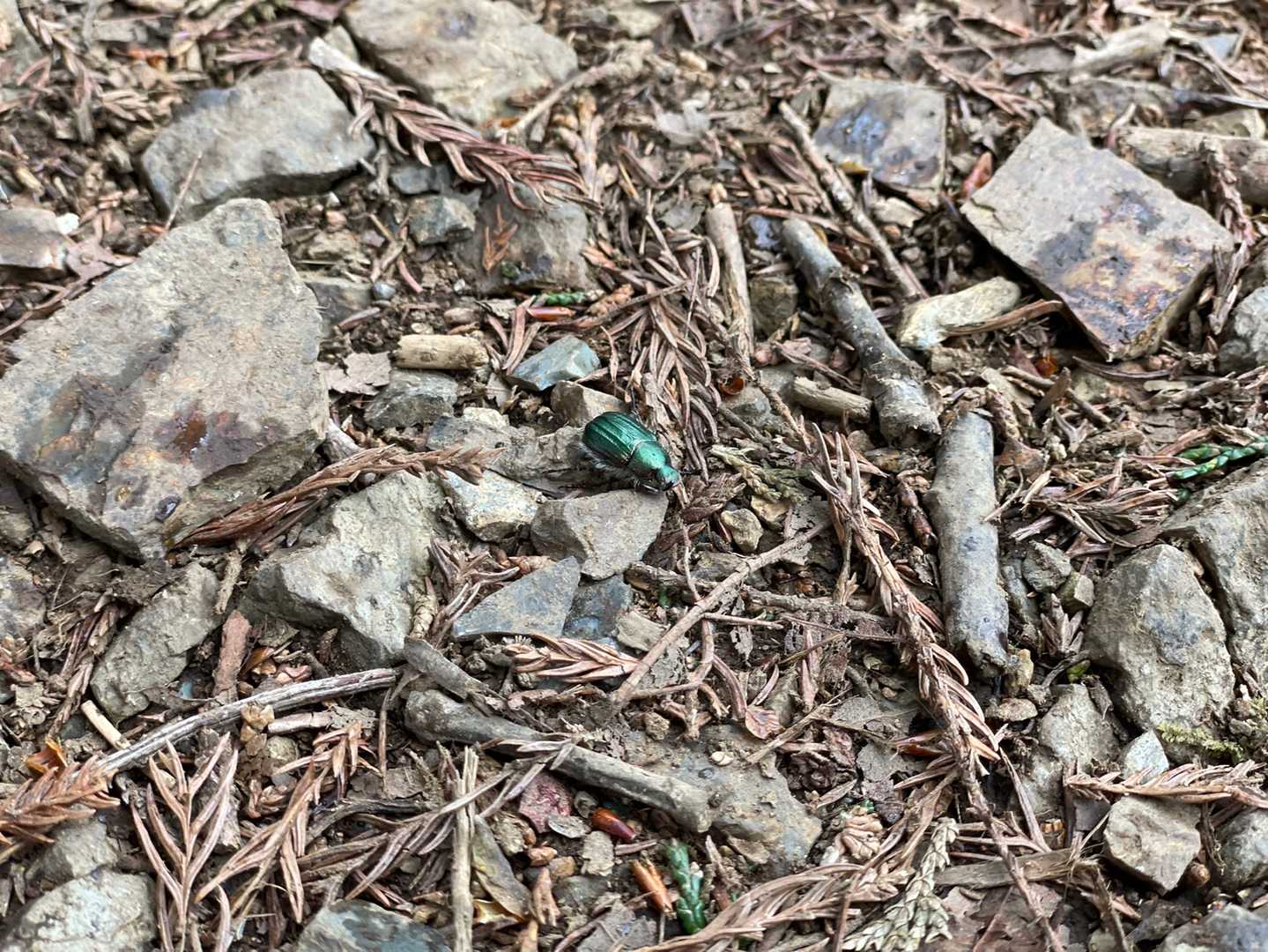 清東橋バス停-棒ノ嶺-権次入峠-白谷沢登山口-龍泉寺登山口 縦走コースの写真