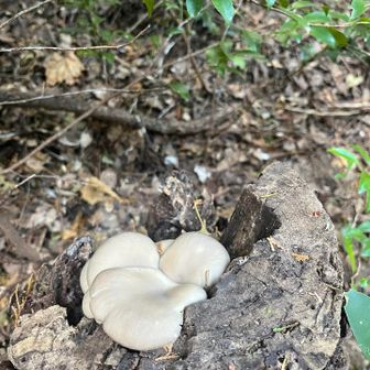 もちろん、採りませんし食べません。