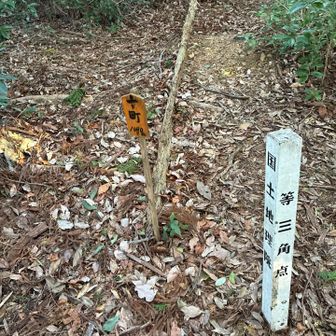 大日山山頂も十町