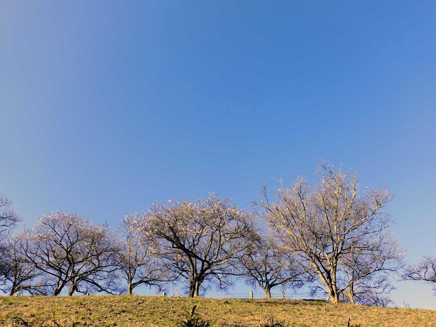 弁天山-桜山 往復コースの写真