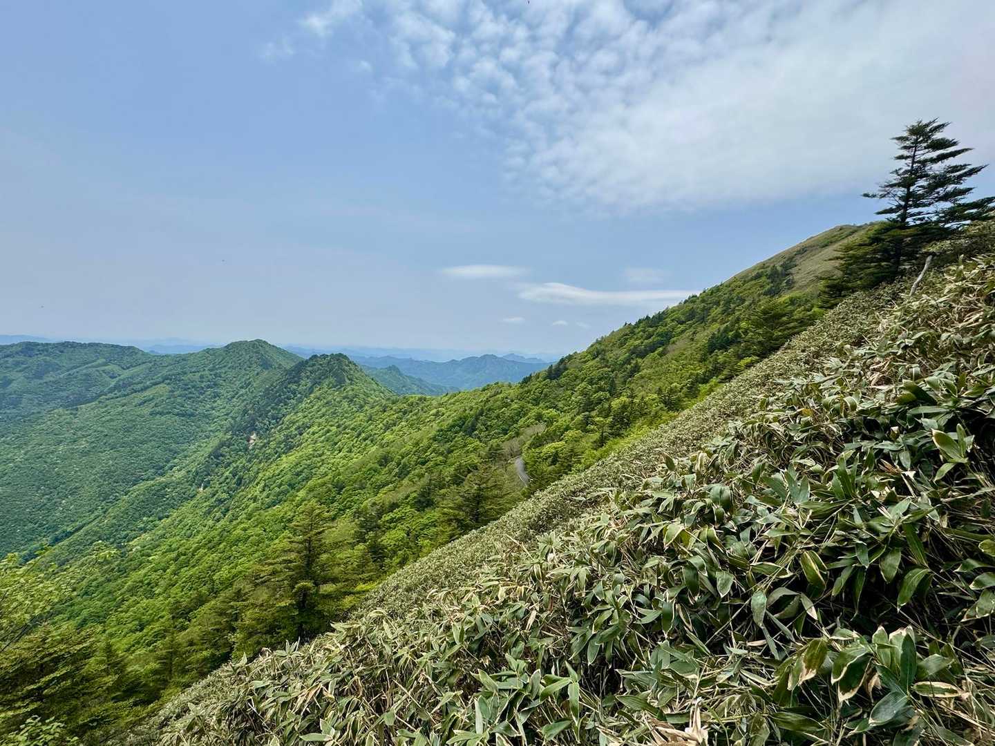 美しい緑🌱