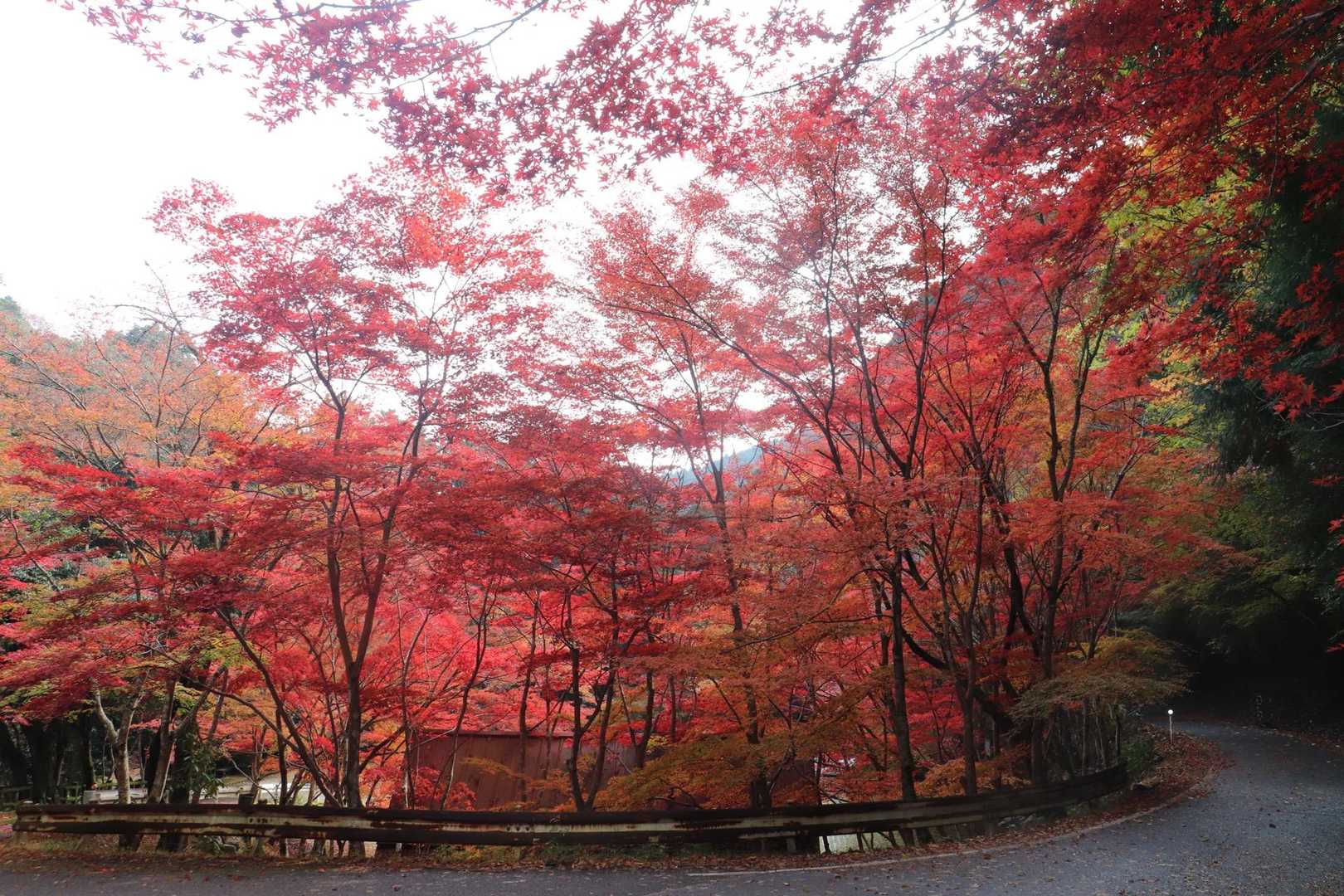 真っ赤です🍁