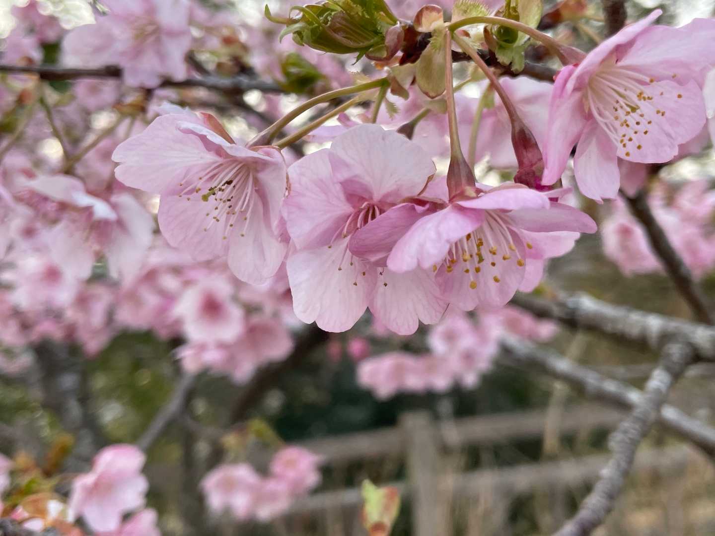 梅じゃないよね？