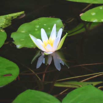 ヒツジグサ咲いてきた