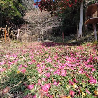 朝より咲いてる
色合いいいが🩷
昨日は雪に隠れてたよ☝️