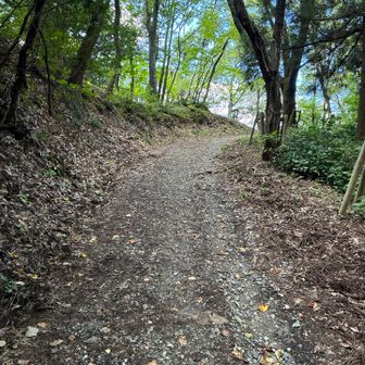 MAP上は細い線でしたが、歩きやすそうだったので山頂へ。