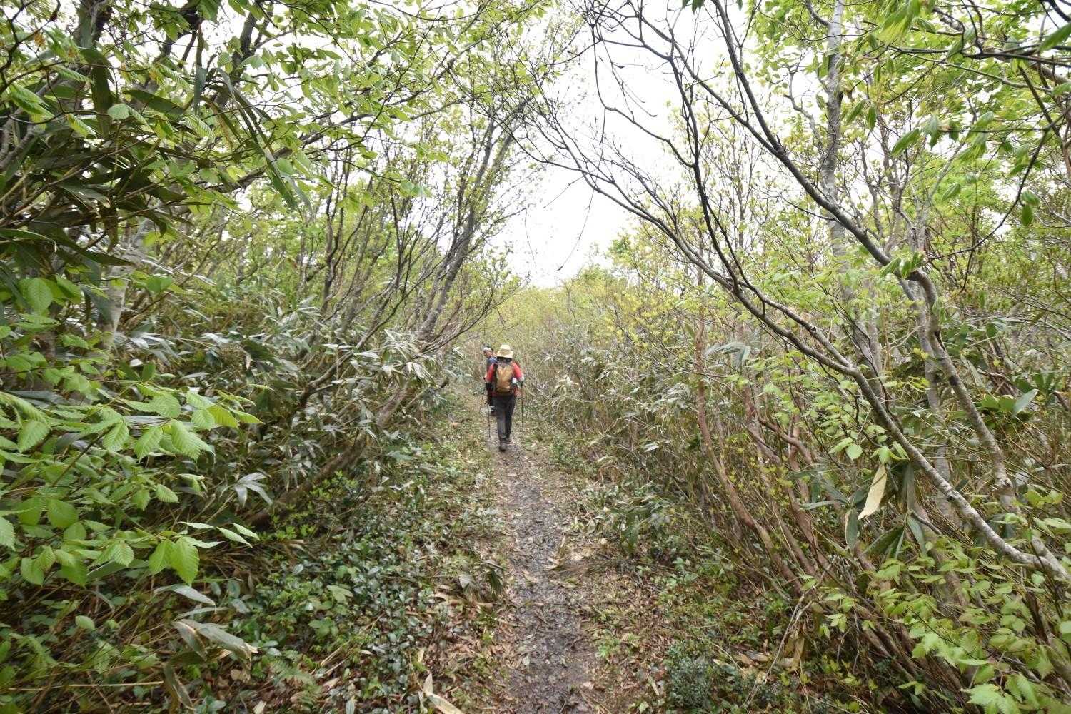 取立山登山口-取立山 往復コースの写真