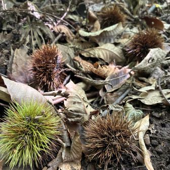 登山口には栗があちこちに
もうすぐ秋ですな