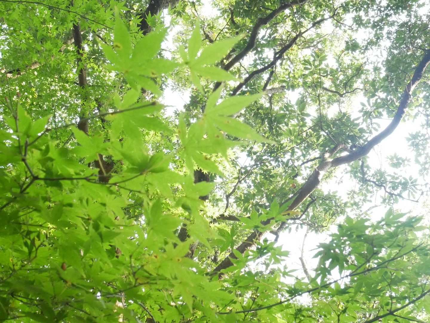 緑の🍁