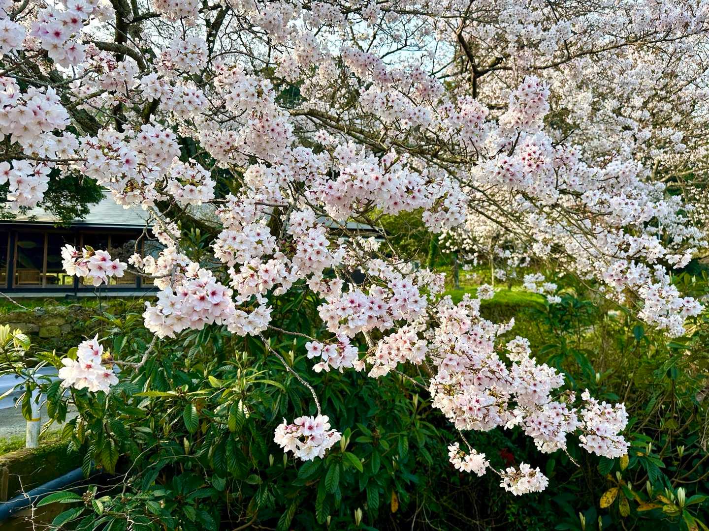 若杉山登山口 往復コースの写真