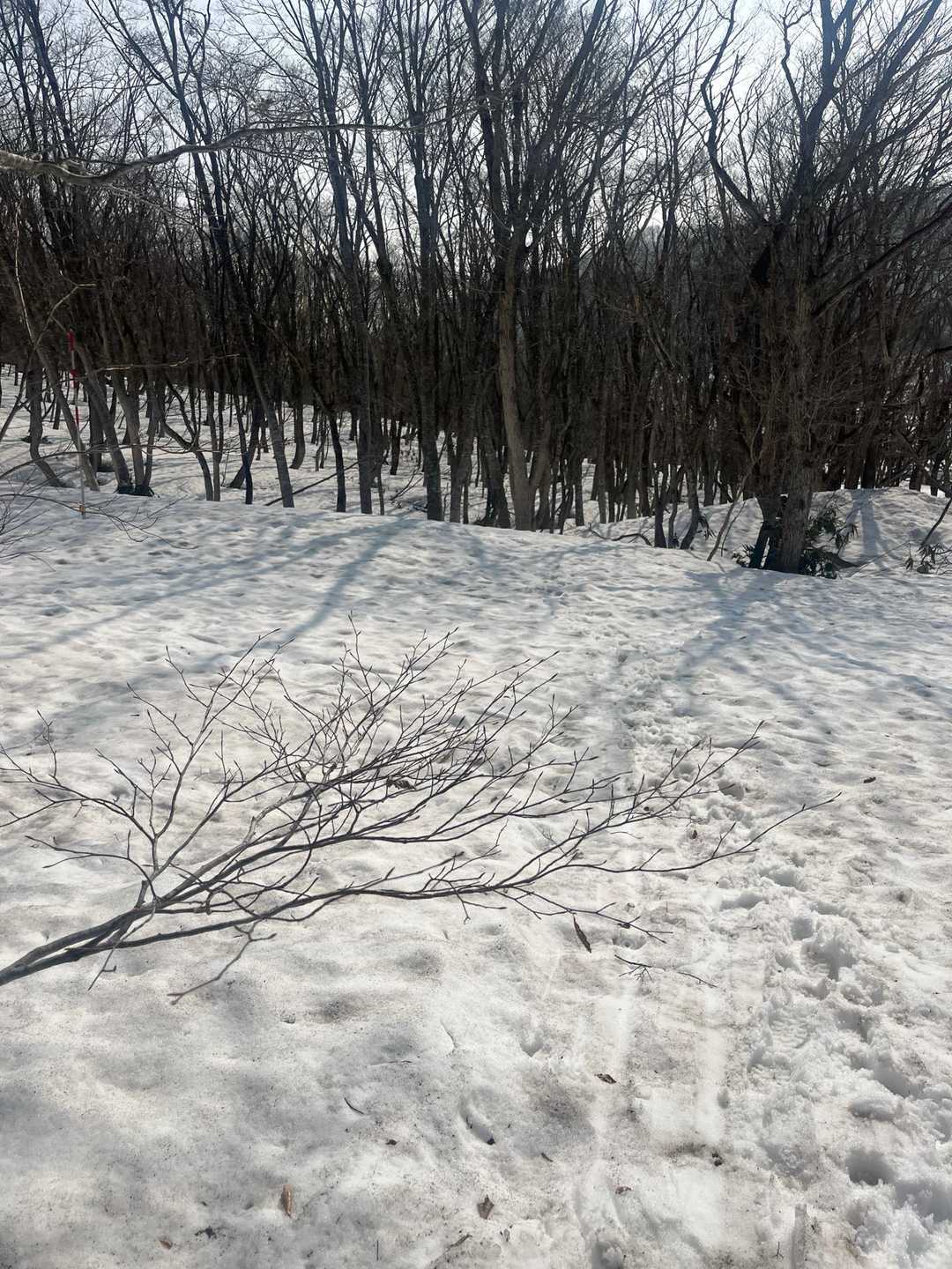 思ってたより☃️があります！
そしてあったかい☀️