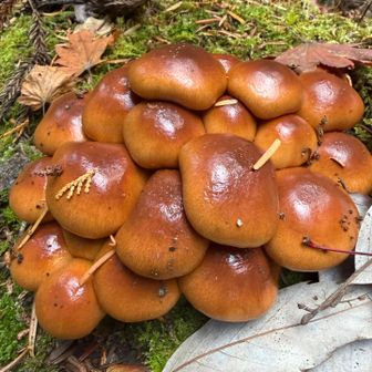 もしかしてシメジ🍄ナメコ🍄