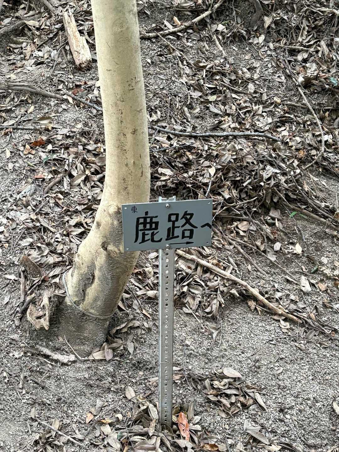 往路　検証する時間の余裕が無かったので　右➡️ 巻き道なのか？と思ったけど　直進⬆️に🩷テープが山ほど⁉️たくさんついてたので　直進した所