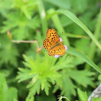 りょうりょうさん