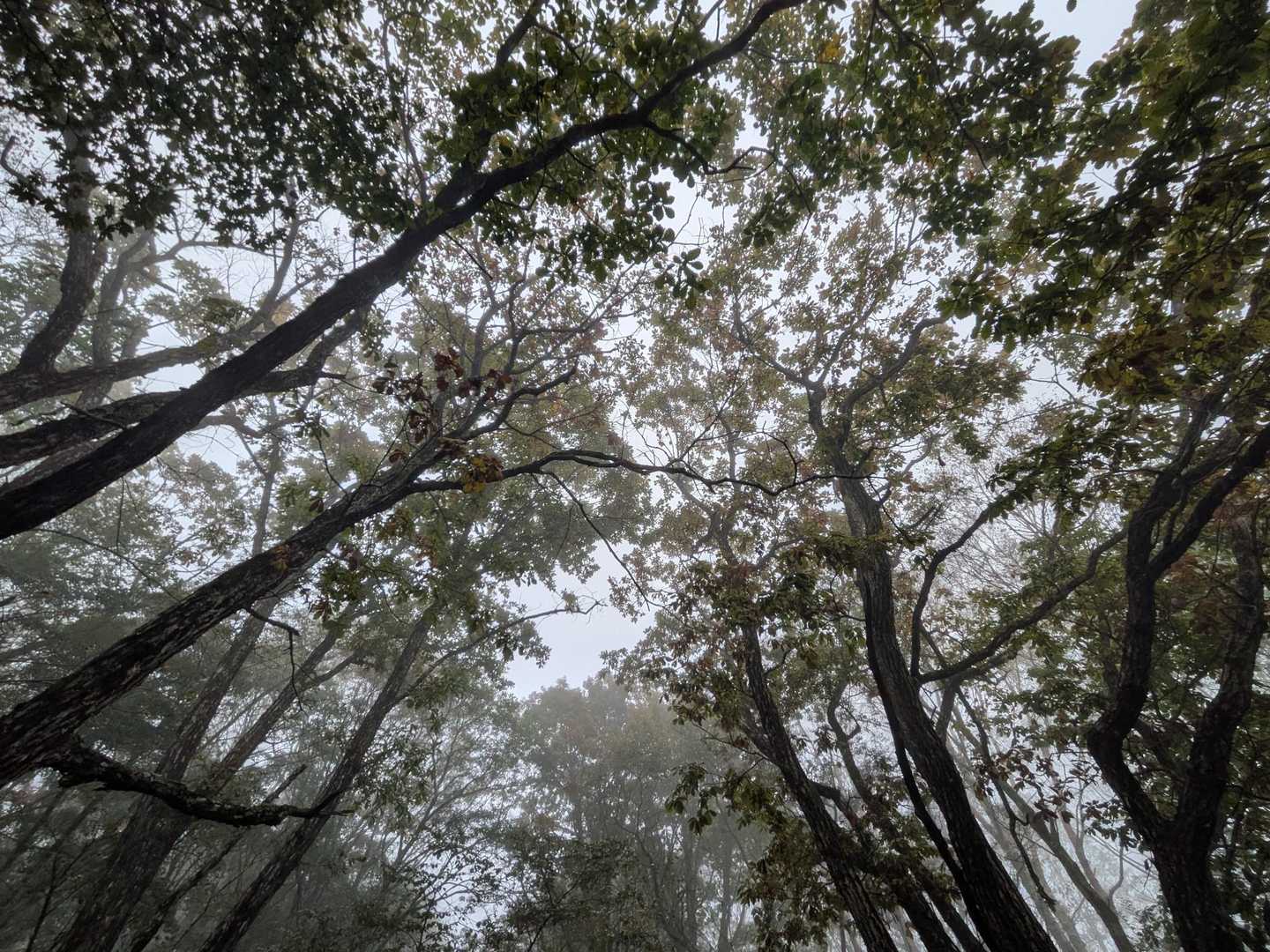 あー、今日は雨だ。曇りでなく、雨だ。間違えない。