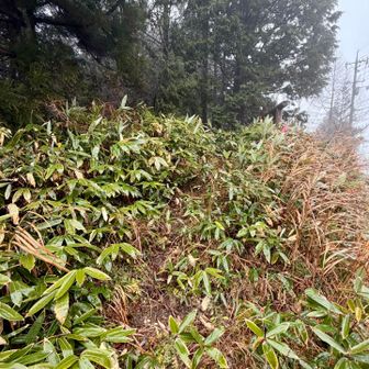 取りつきは、看板🪧の左⬅️
早速、濡れた藪の道💦