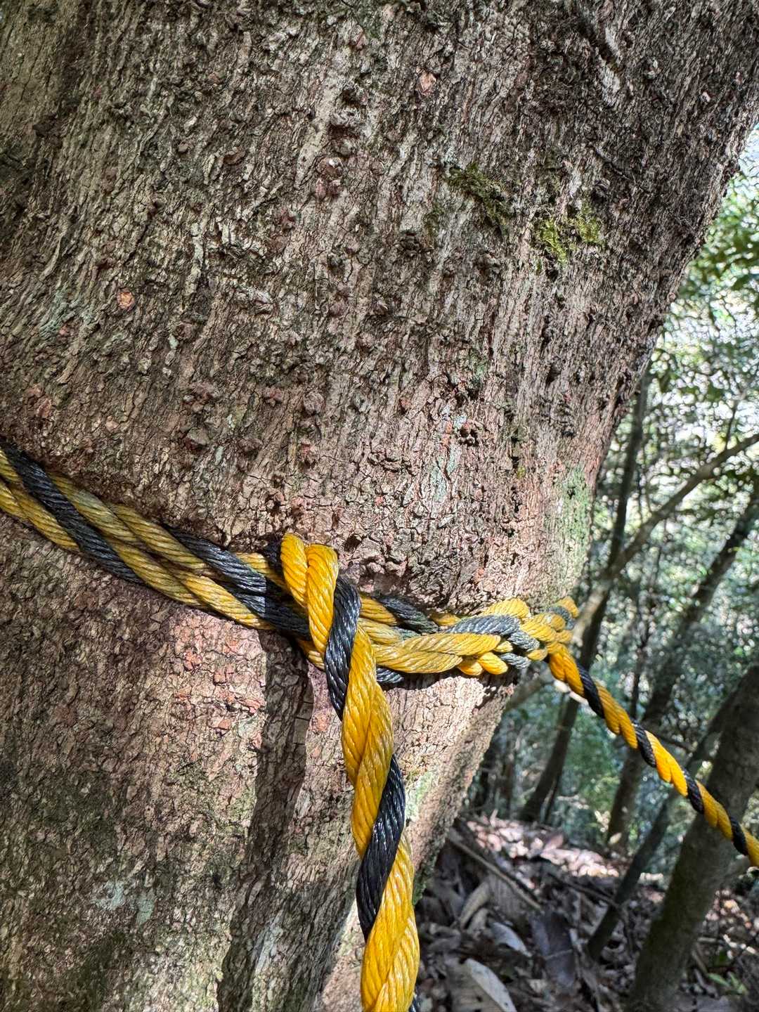 めり込む🐯🪢