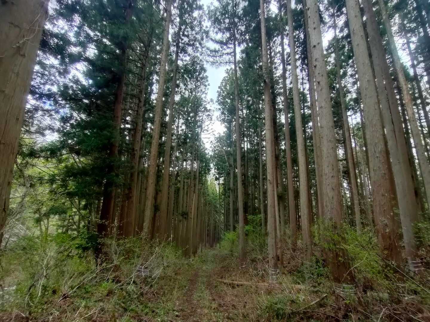 杉林を歩いて