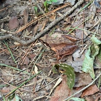六甲山頂上に行く階段の途中にいた🐸
ヤマアカガエル？