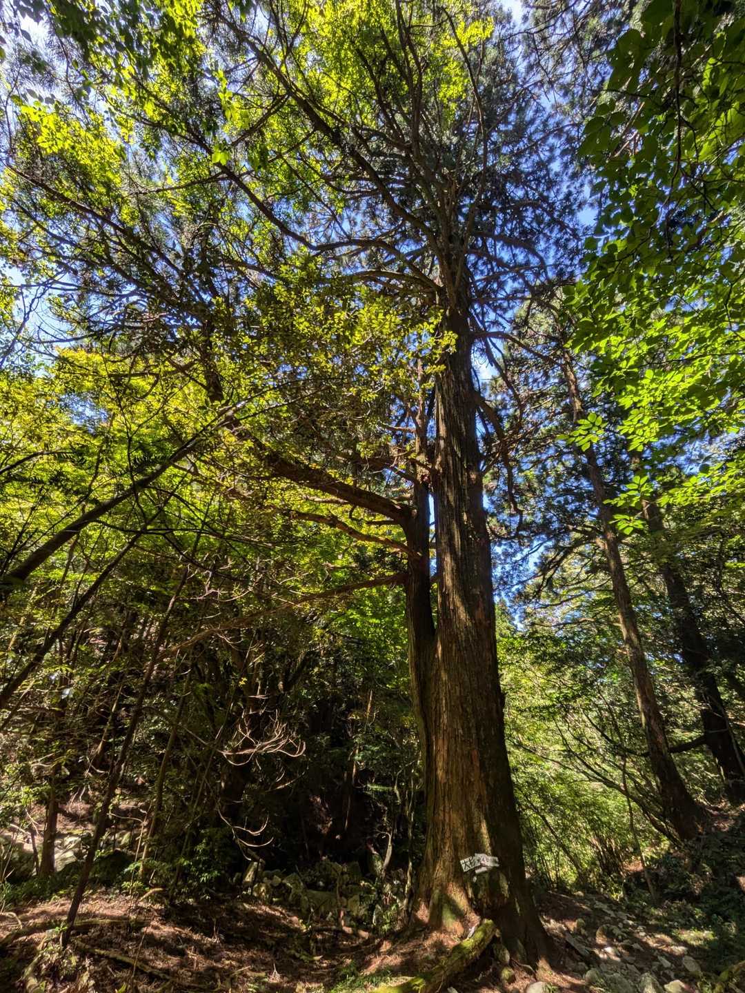 樹齢400年の大杉🌲