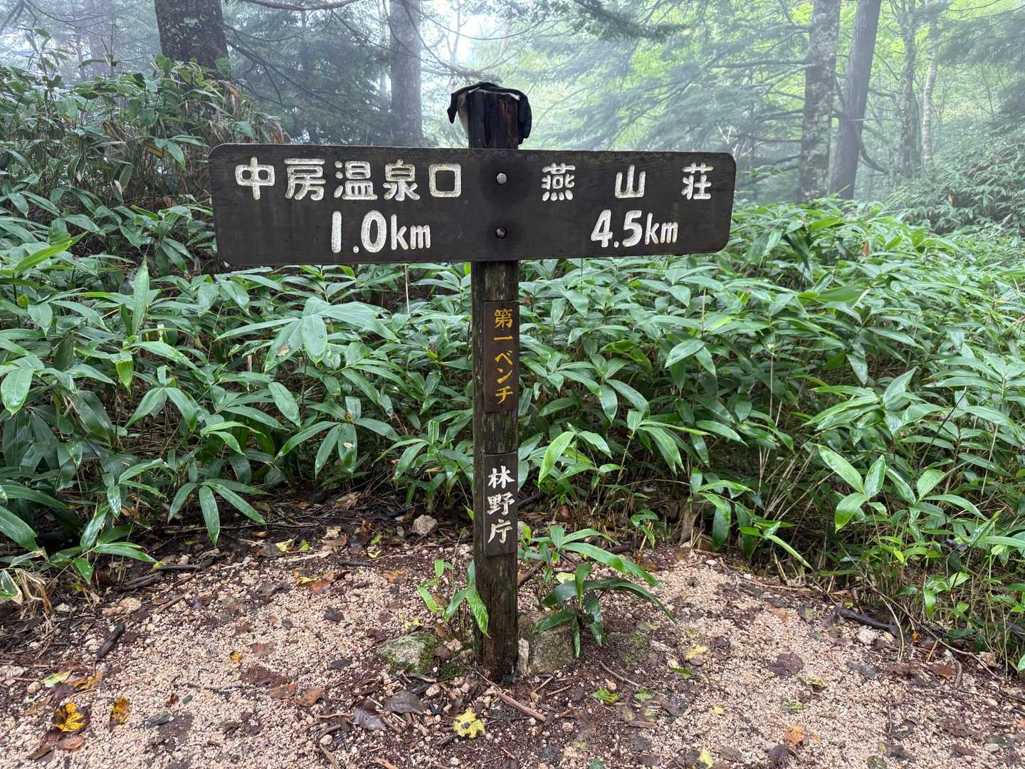 第一ベンチ通過▶️