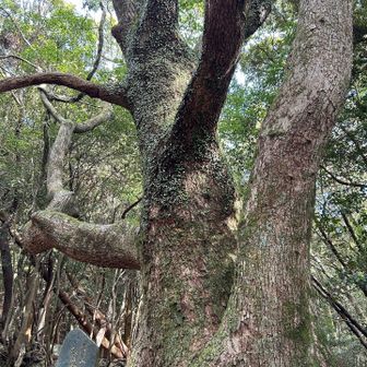 八大竜王神社…跡