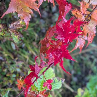樹林帯に入ってきたら風は穏やかに😊
またボンヤリ見える紅葉🍁を楽しみながら下ります🎶