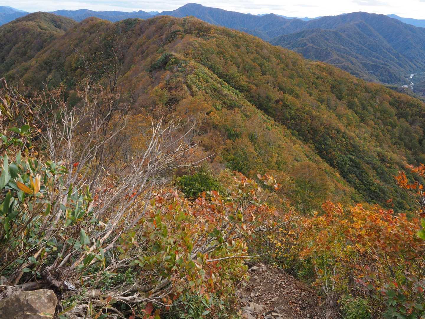 枝折峠-明神峠-道行山 往復コースの写真