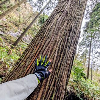 真っ直ぐな🌲からパワーチャージ🖐️