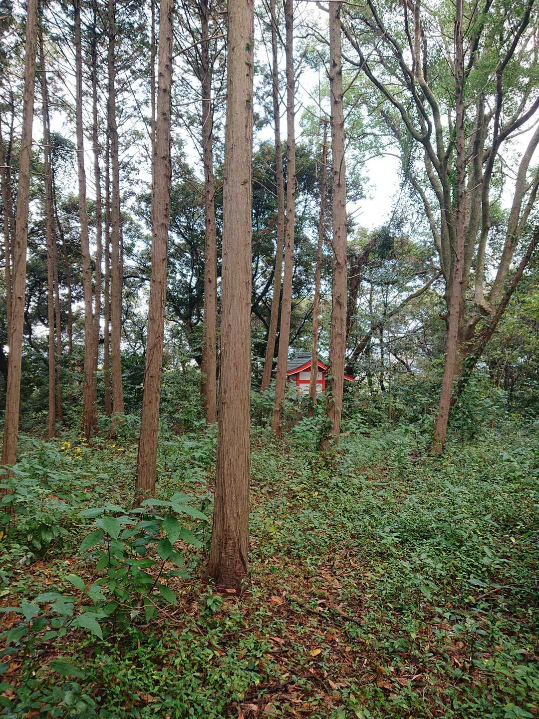 山頂らしき場所は  こんな感じ