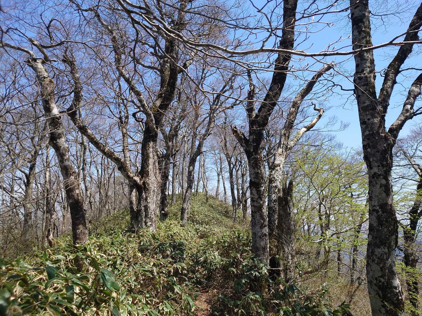 ウド山へは激下り、どんどん下って…ということは登り返しが😂