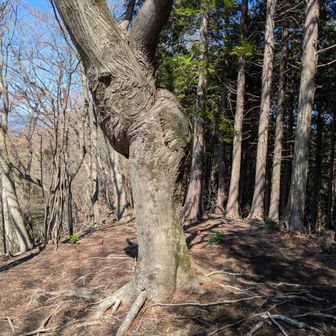 華厳山のシンボル、ねじれた木