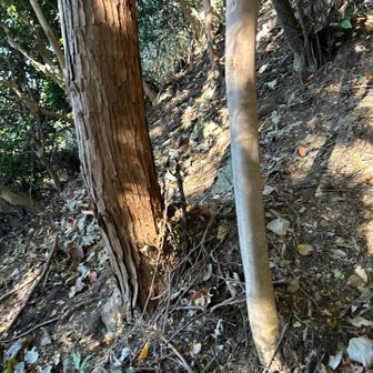 いや、もう傾斜おかしい(^^;
ポイントによっては腕力で登るようなところも…