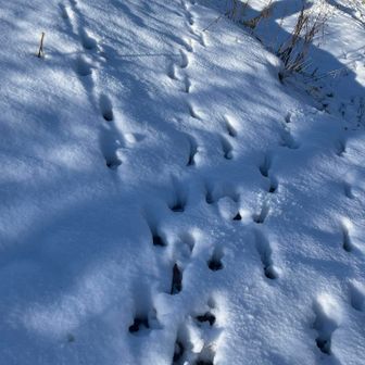 トレースはシカ🦌さん❓
イノシシ🐗さん❓