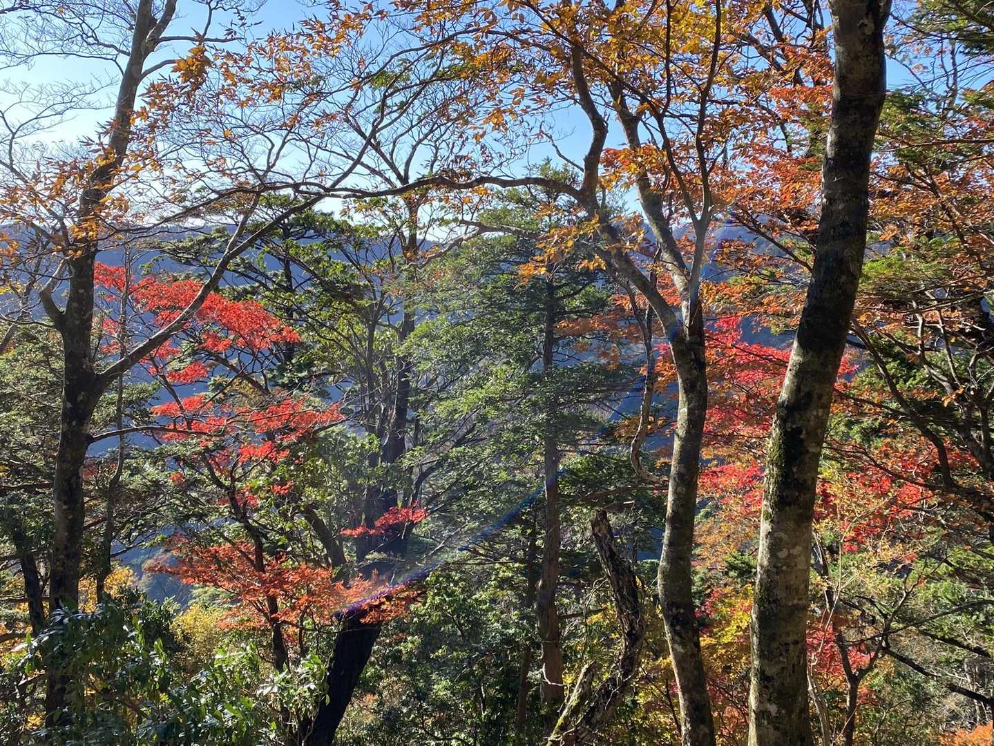 紅葉🍁