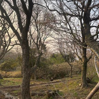 夕暮れ　ミツマタ